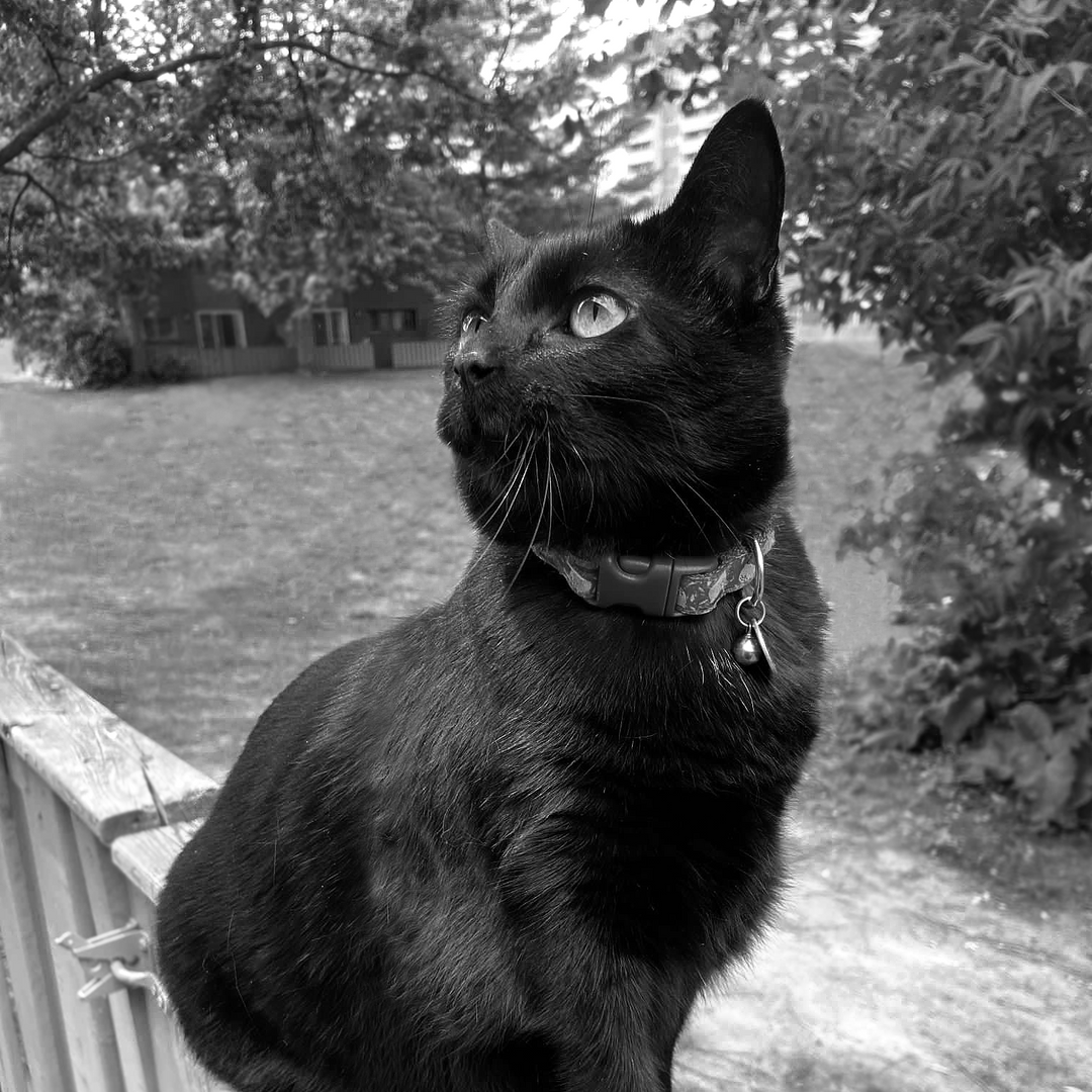 Lucky the black cat